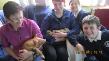 Pigs in school 003
